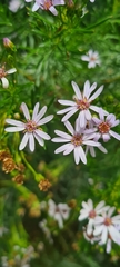 Olearia ramulosa