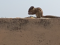 Funambulus pennantii