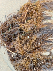 Sargassum muticum