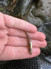 Philypnodon grandiceps