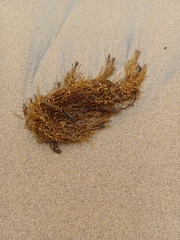 Sargassum horneri