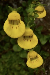 Calceolaria tenella