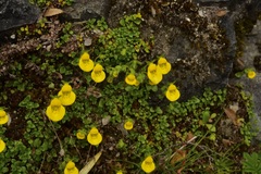 Calceolaria tenella