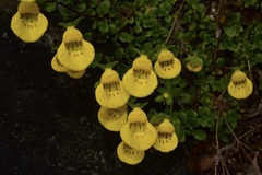 Calceolaria tenella