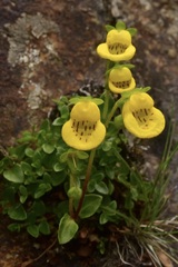 Calceolaria tenella
