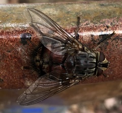 Rutilia