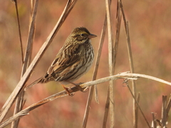 Passerculus sandwichensis beldingi