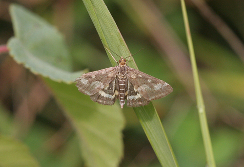 Common Crimson-and-gold Moth, Maastricht, NL-LI, NL, photo 5 of 10