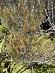 Dracophyllum longifolium
