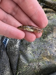 Philypnodon grandiceps