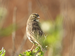 Passerculus sandwichensis beldingi