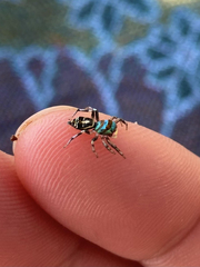 Cosmophasis micarioides