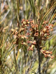 Dracophyllum longifolium
