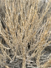 Tetradymia glabrata