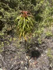 Dracophyllum