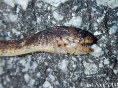 Asthenodipsas vertebralis