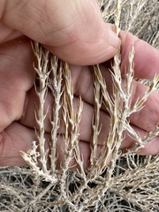 Tetradymia glabrata