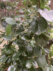 Prunus ilicifolia lyonii