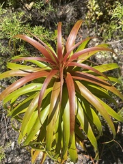 Dracophyllum