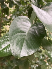 Prunus ilicifolia lyonii