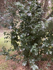 Prunus ilicifolia lyonii
