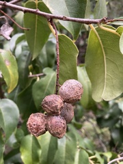 Prunus ilicifolia lyonii