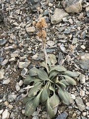 Penstemon monoensis