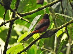 Crimson-Backed Tanager photo 3