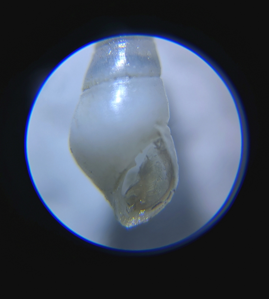 Marginodostomia
