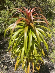 Dracophyllum