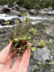 Marchantia polymorpha