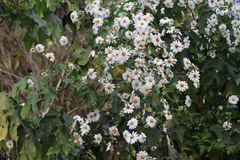 Montanoa bipinnatifida