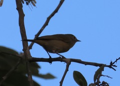 Leiothlypis ruficapilla
