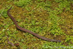 Macrocalamus chanardi