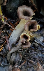 Craterellus calicornucopioides