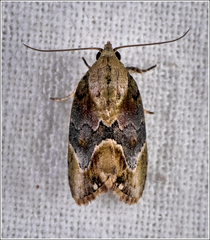 Etanna breviuscula