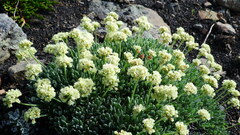 Eriogonum androsaceum