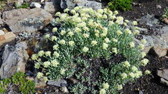 Eriogonum androsaceum