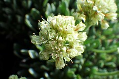Eriogonum androsaceum