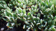 Eriogonum androsaceum