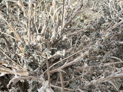 Artemisia spinescens