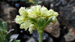 Eriogonum androsaceum