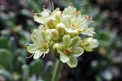 Eriogonum androsaceum