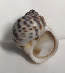 Paratectonatica tigrina