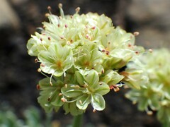 Eriogonum androsaceum