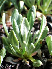 Eriogonum androsaceum