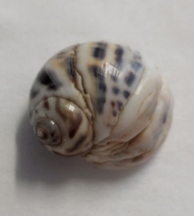 Paratectonatica tigrina