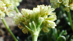 Eriogonum androsaceum