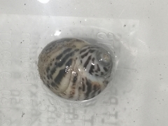 Paratectonatica tigrina