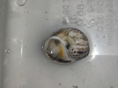 Paratectonatica tigrina